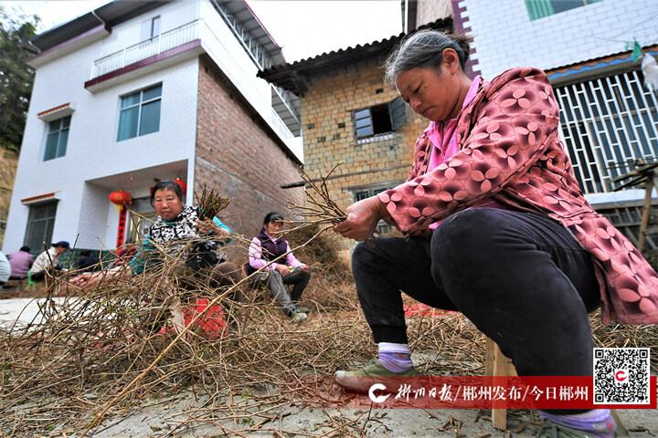 水南农场新项目引领农业现代化新风向