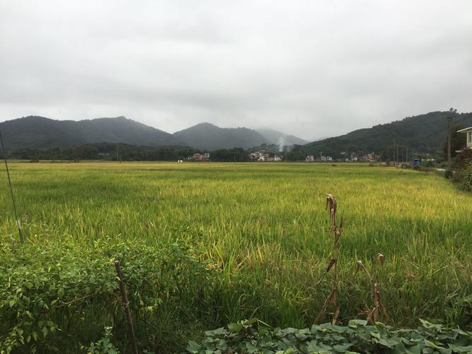 平田乡天气预报更新通知