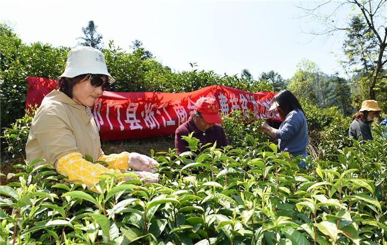 祁红乡最新新闻报道