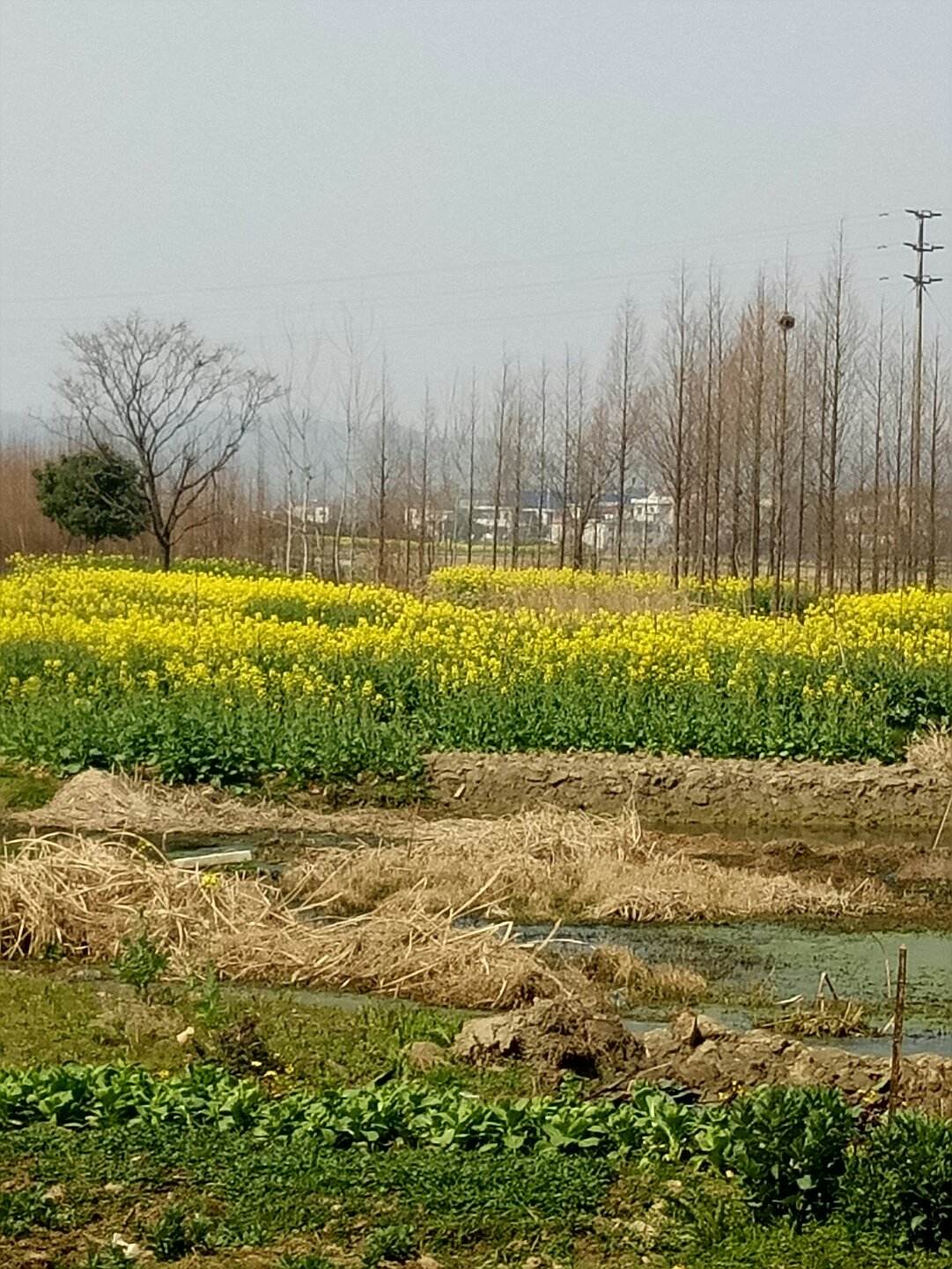 朱桥乡天气预报更新通知